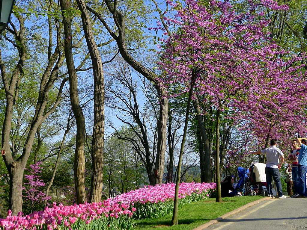 l Tulip time in Istanbul